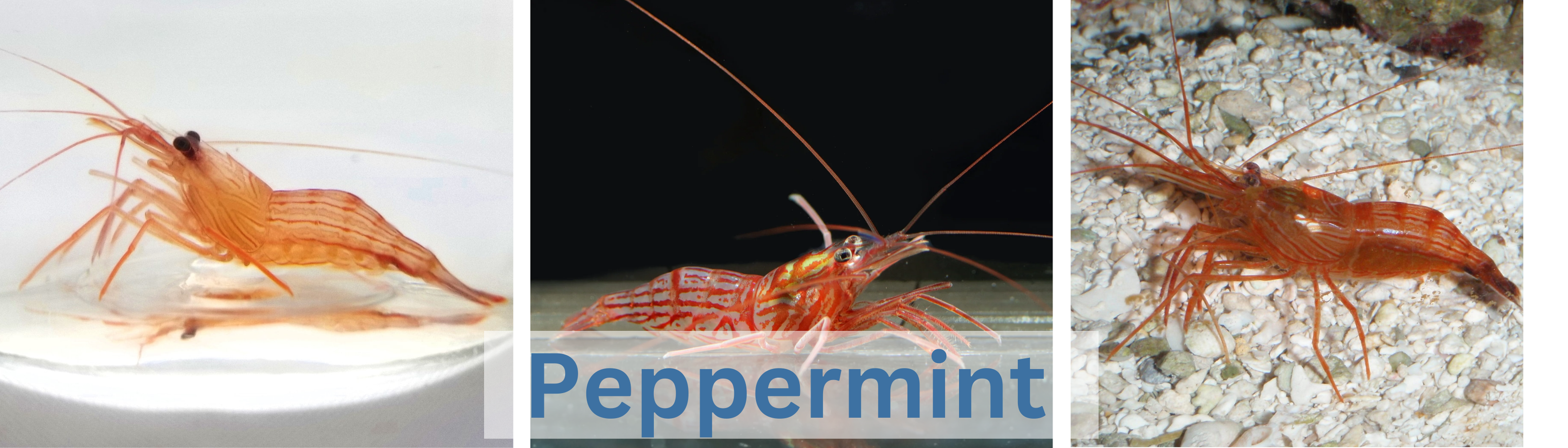 Image of peppermint shrimp